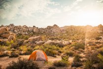 Tent set in sun lighted Joshua Tree National Park, California, US — Stock Photo