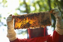 Beekeeper holding hive frame in front her — Stock Photo