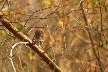 Африканская сова с решёткой на дереве — стоковое фото