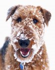 Cabeça de cão doméstico coberto de neve — Fotografia de Stock