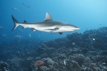 Squalo bianco punta Reef — Foto stock