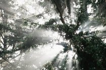 Vista inferior de árvores ramos na floresta com retroiluminação — Fotografia de Stock