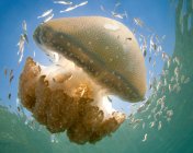 Vista submarina de grandes medusas rodeadas de pequeños peces - foto de stock