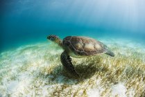 Черепаха в морі — стокове фото