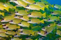 Gran grupo de peces escolarizados bajo el agua - foto de stock