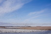 Flock of birds in South Dakota — Stock Photo