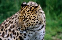 Один амурский леопард — стоковое фото
