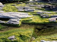 Lichens ardoises et vertes ou mousse dans la nature, gros plan — Photo de stock