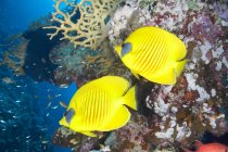 Maskierte Falterfische am Korallenriff unter Wasser — Stockfoto