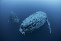 Unterwasserblick auf Buckelwale, Revillagigedo-Inseln, Colima, Mexiko — Stockfoto