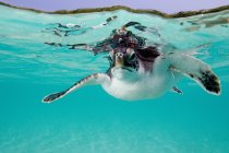 Черепаха плавает под голубой водой — стоковое фото