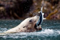 Kalifornien Seelöwe fängt Fische in Wasseroberfläche, alaska — Stockfoto