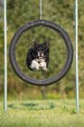 Dog jumping through tyre — Stock Photo