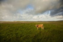 Mucca su campo verde sotto cielo nuvoloso — Foto stock