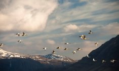 Stormo di uccelli che volano sopra il paesaggio montano — Foto stock