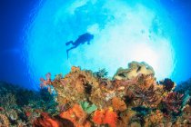Дайвер плавает в коралловом рифе — стоковое фото