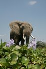 Afrikanischer Elefant steht an Flusshyazinthe — Stockfoto