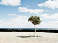 Einsamer Baum auf Lanzarote — Stockfoto