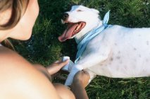 Hundebesitzerin bandagiert Hundebein — Stockfoto