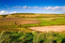 Green fields and blue sky in bright sunlight — Stock Photo