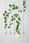 Ampoules avec lierre contre mur blanc — Photo de stock