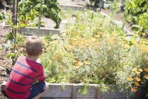 Rear view of boy tending plants in allotment — Stock Photo