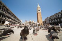 Surface level view of pigeons on St marks square — Stock Photo