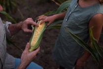 Перекручений образ батька, який показує дочці щойно вибрану кукурудзу. — стокове фото