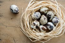 Nido di uova di quaglie — Foto stock