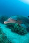 Delphin schwimmt unter blauem Wasser am Meeresgrund — Stockfoto