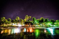 Palmen an der städtischen Küste — Stockfoto