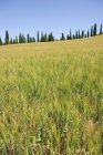 Кипарисы и пшеничное поле близ Сиены — стоковое фото