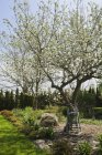 Wooden stepladder beneath white flowering apple tree — Stock Photo