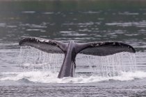 Gobba coda di balena spruzzi d'acqua — Foto stock