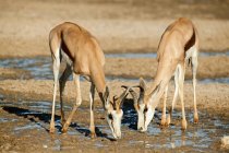 Springbok drinking water — Stock Photo