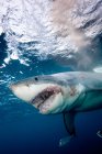 Gran tiburón blanco enojado con la boca abierta - foto de stock