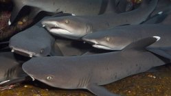 Bandada de tiburones nadando bajo el agua cerca de la isla Socorro en el océano Pacífico - foto de stock
