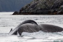 Humpback Whale tail — Stock Photo