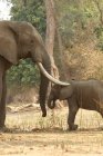 Afrikanischer Elefantenrüde mit Rüssel über Kalb — Stockfoto