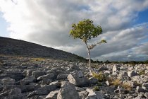 Árbol solitario en Burren - foto de stock