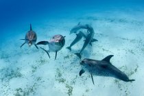 Dolphins swimming in tropical water — Stock Photo