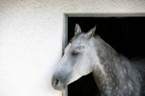 Gray appaloosa horse — Stock Photo
