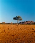 Un seul arbre dans le désert — Photo de stock