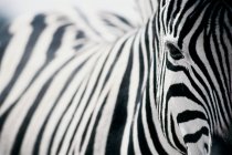 Close up de uma zebra listrada preto e branco olhando para a câmera — Fotografia de Stock