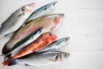 Selection of raw fish on white wood, top view — Stock Photo