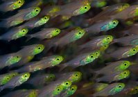 Grupo de peces escolarizados bajo el agua - foto de stock