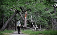 Жінка подорожує в букових лісах у Національному парку Лос - Гласьярес (Ель - Чалтен, Аргентина). — стокове фото
