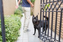 Immagine ritagliata di cane guardando fuori dal cancello — Foto stock