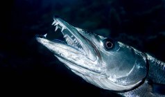 Close up shot of great barracuda with open mouth — Stock Photo