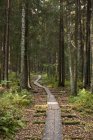 Holzweg erstreckt sich durch Wald — Stockfoto